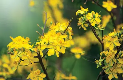 Vững tin bước vào Xuân Canh Tý