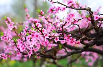 Chỉ thị của Ban Bí thư về việc tổ chức Tết Ất Tỵ năm 2025